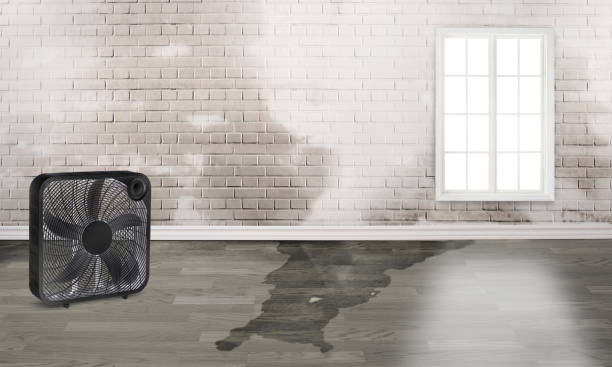 Best Water damage contractors near me  in Romney, WV